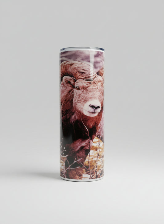 Bighorn Sheep