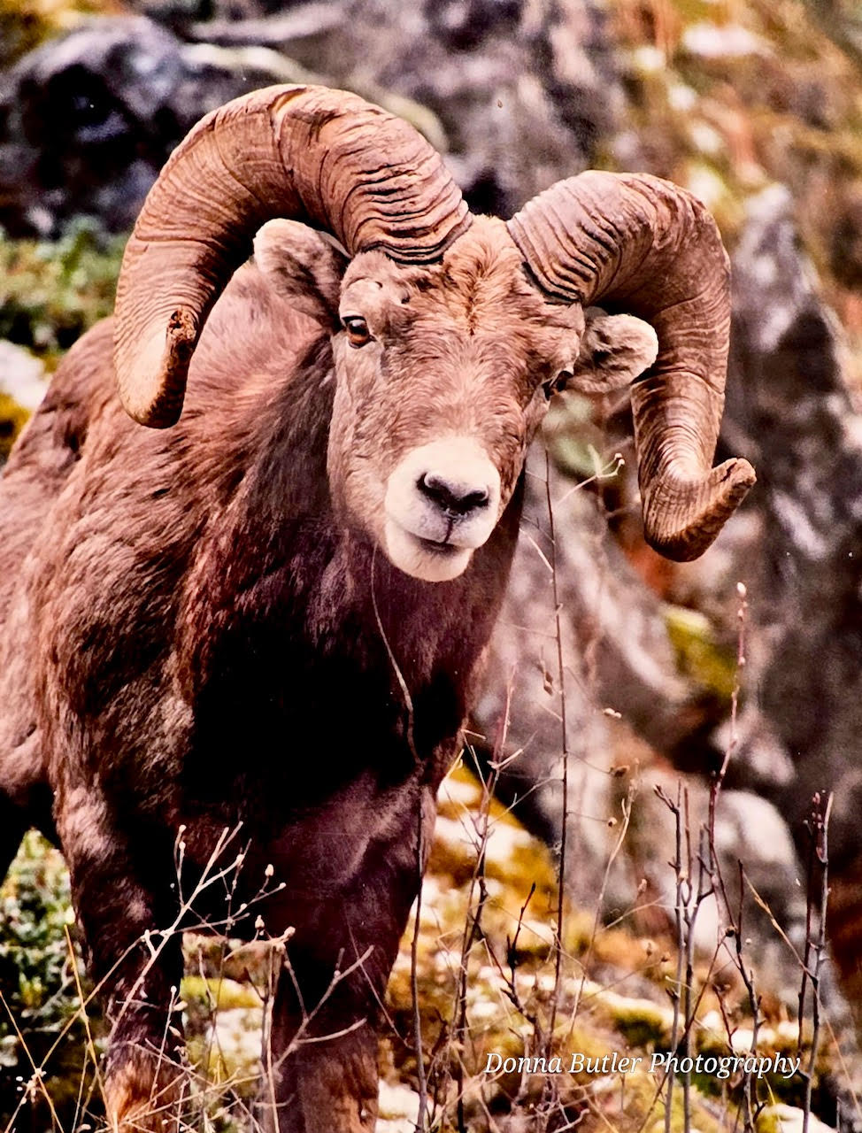 Bighorn Sheep