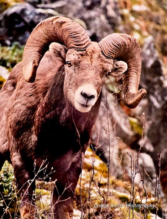 Bighorn Sheep