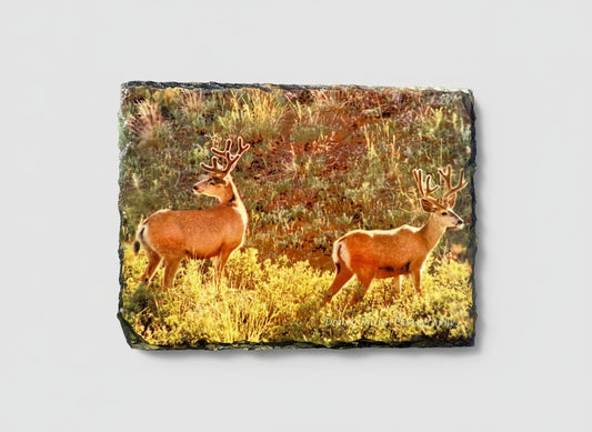 Two deer in velvet, standing in a grassy field with a natural stone background