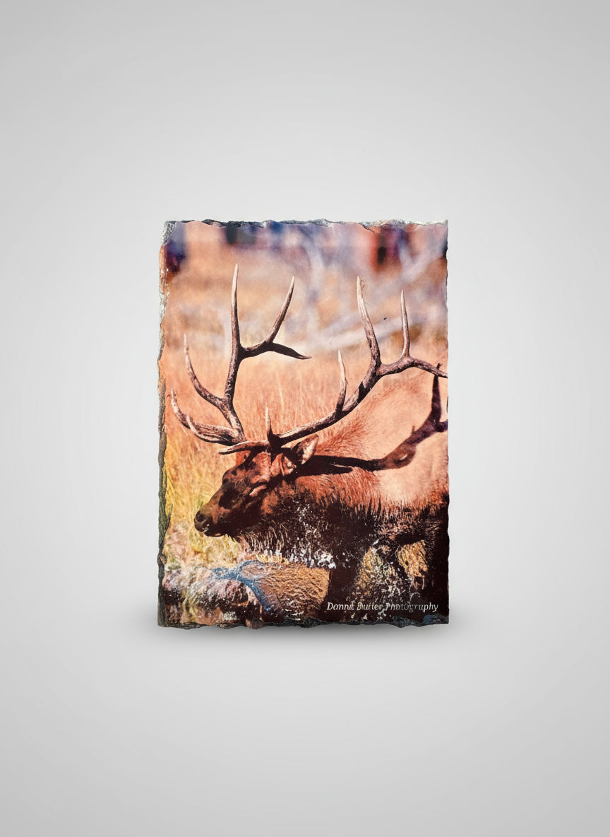Slate picture with stands of an elk with large antlers in a natural setting on a gray background.  Picture taken by Donna Butler of Thompson Falls, Montana.